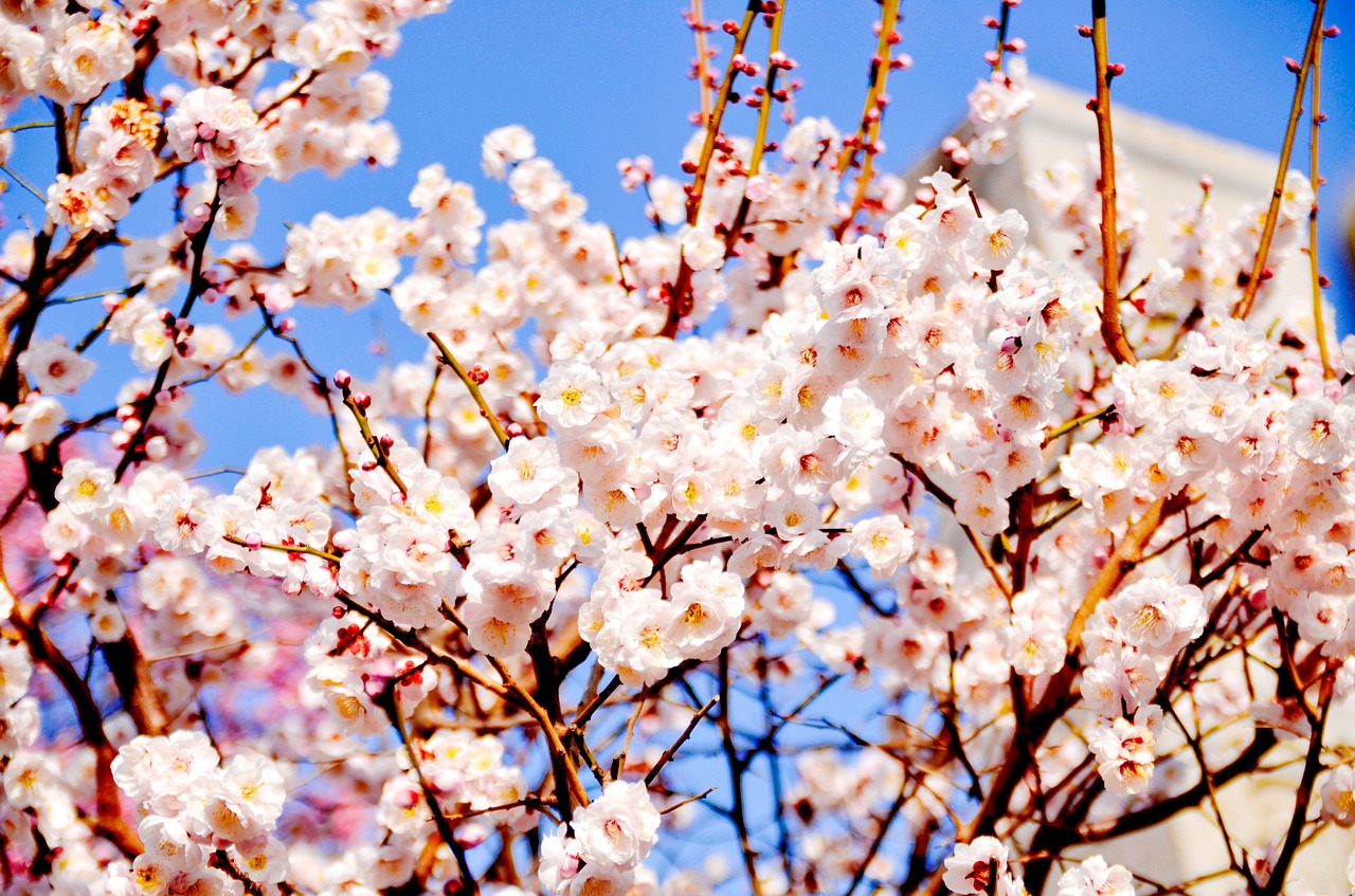 Image - winter flowers plum blossoms
