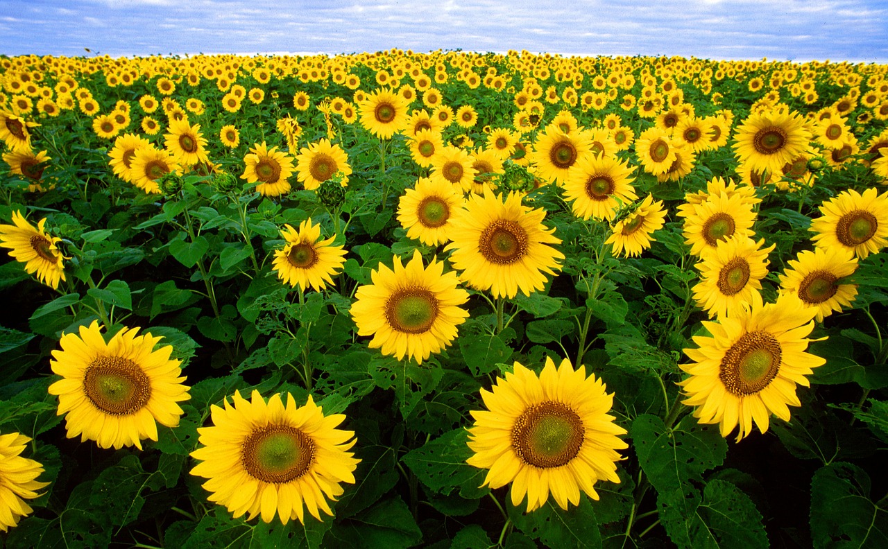 Image - sunflower sunflower field flora