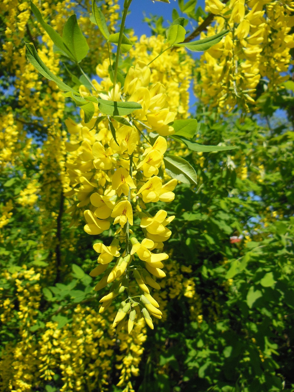 Image - laburnum anagyroides pea family