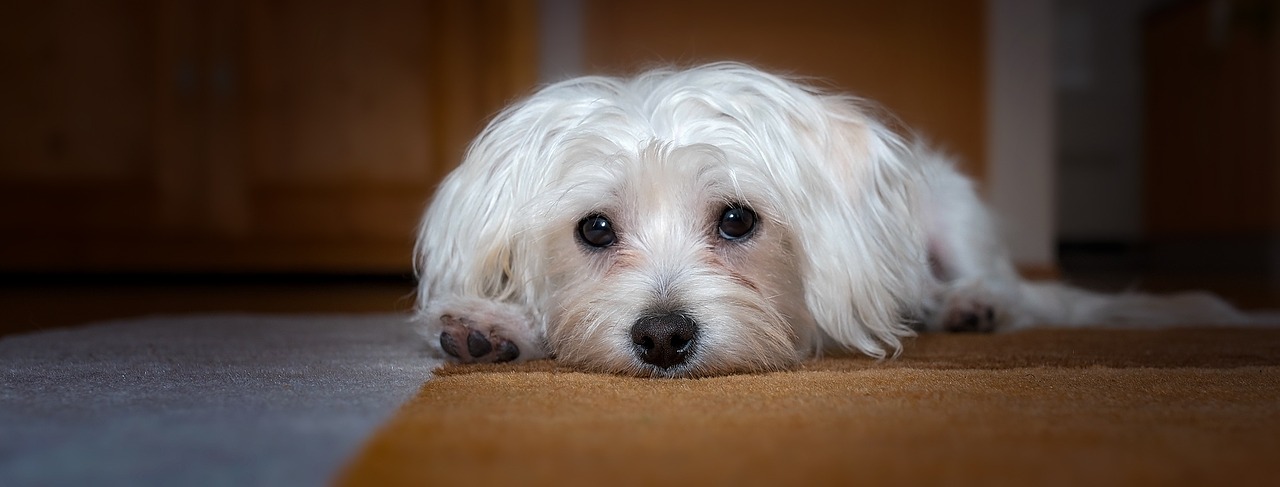 Image - dog young dog small dog maltese