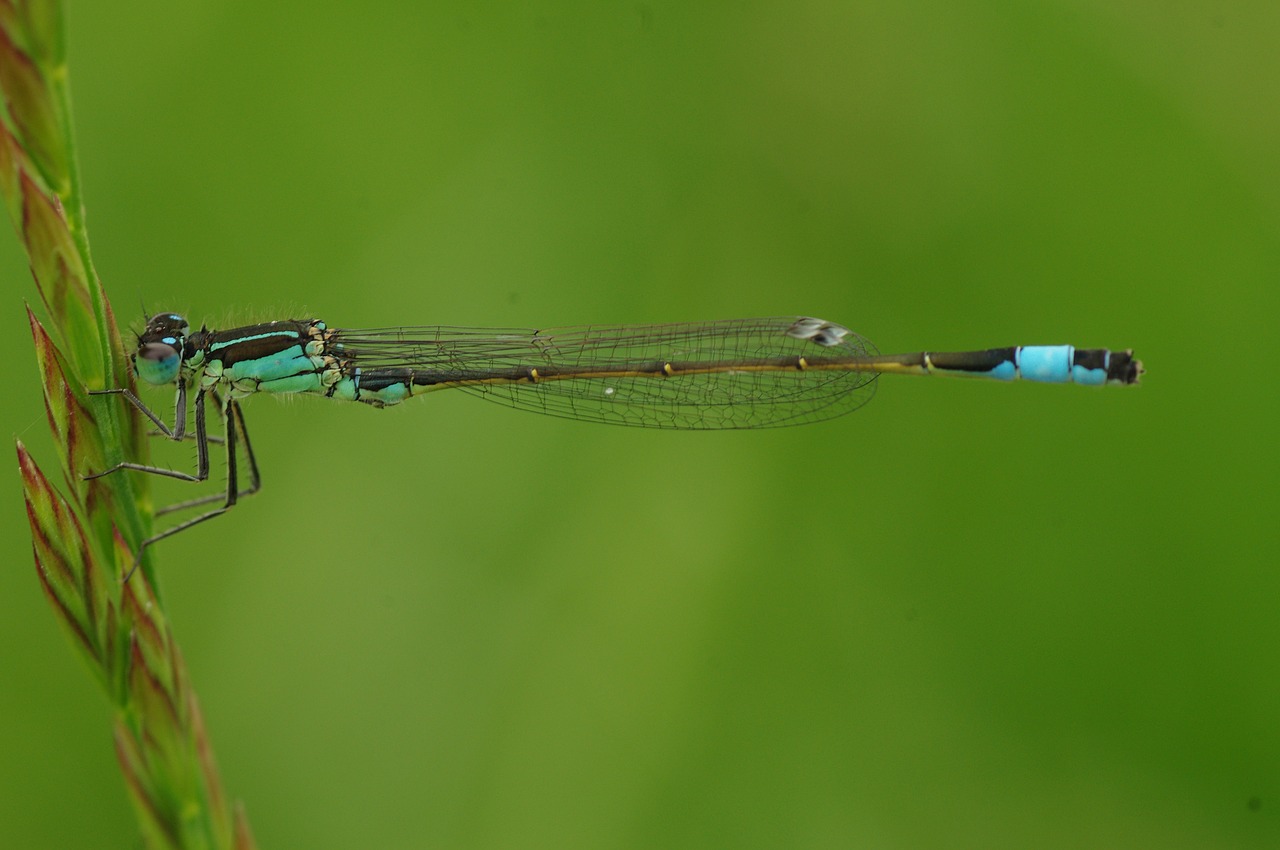 Image - dragonfly insect animal