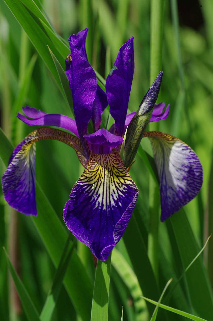 Image - blossom bloom blue violet lily