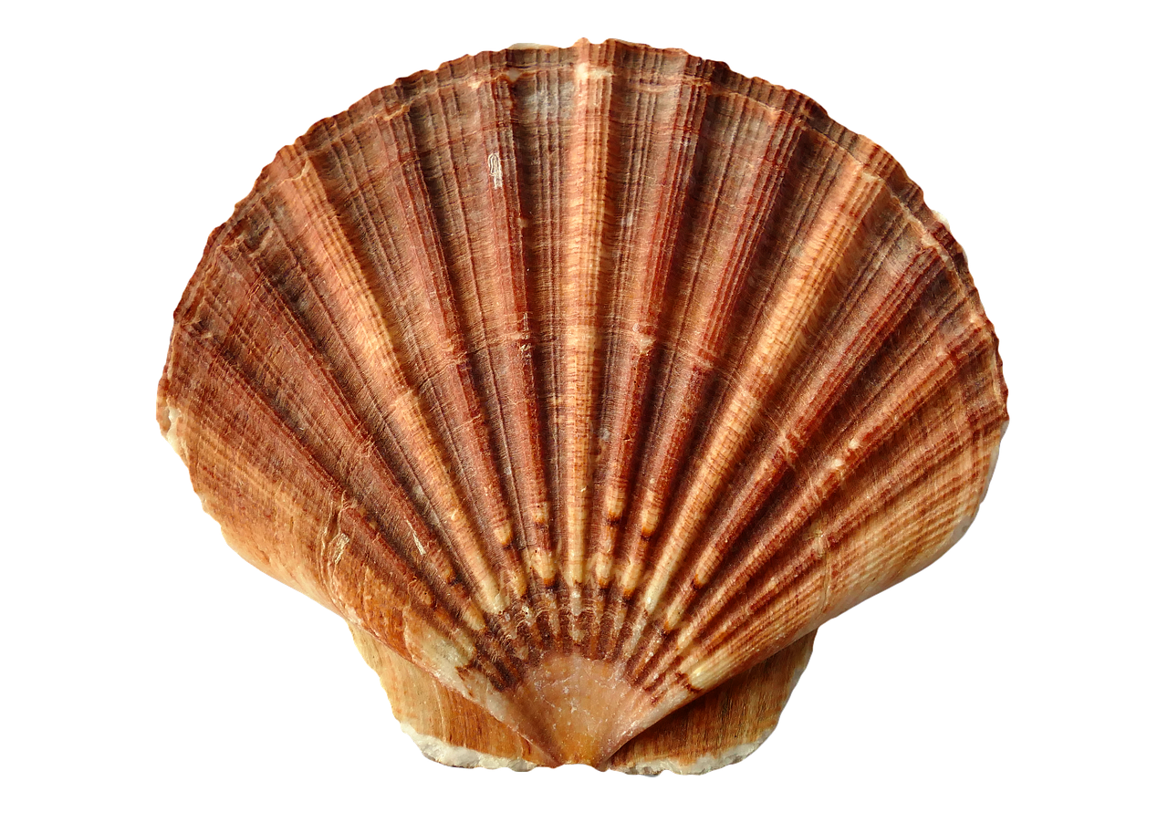 Image - sea shell clam ocean sea shells