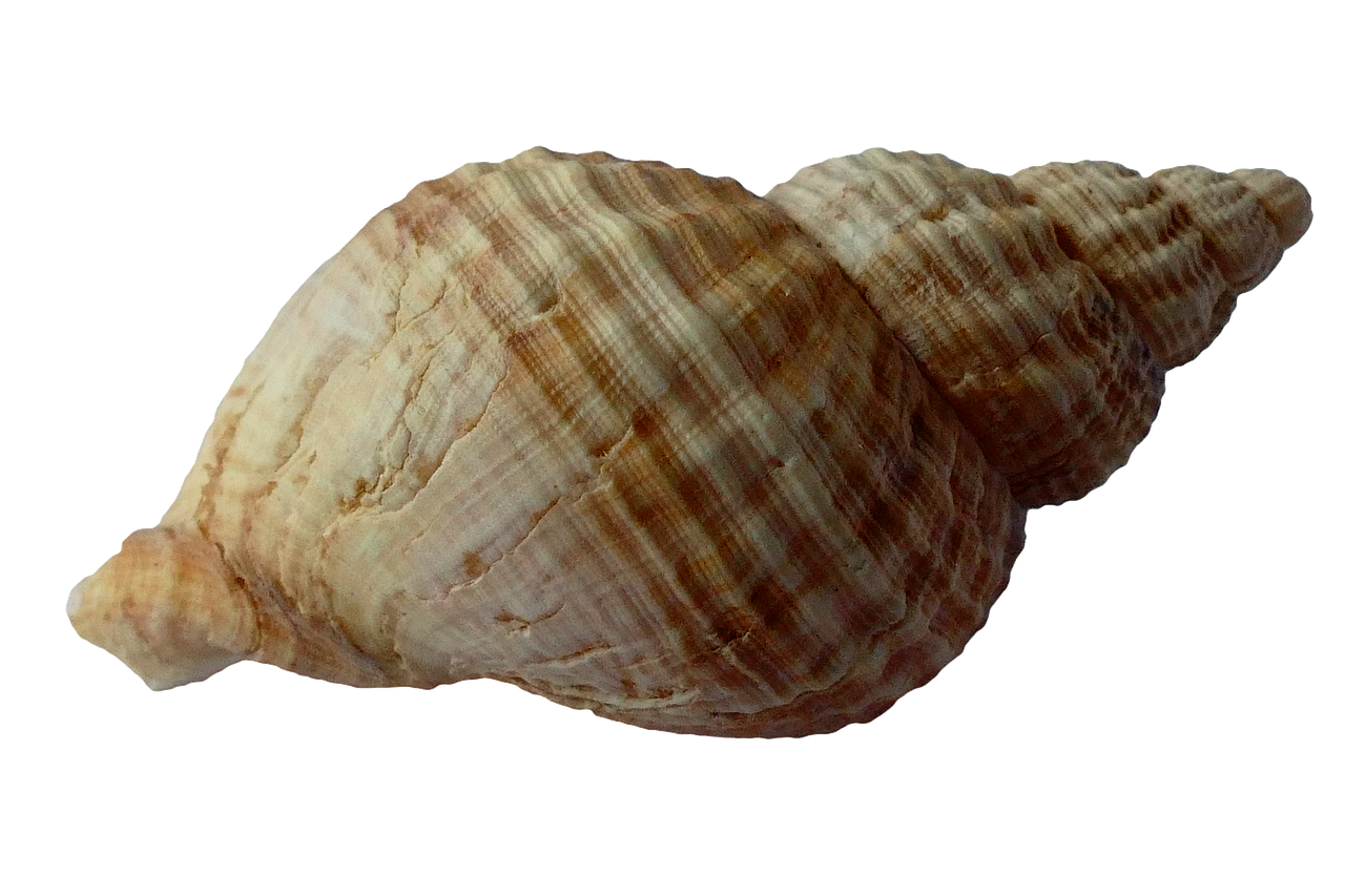 Image - sea shell clam ocean sea shells