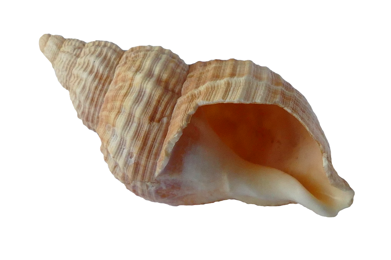 Image - sea shell clam ocean sea shells