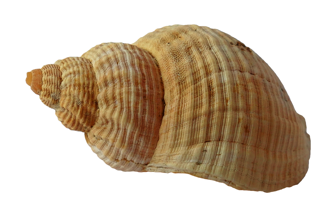 Image - sea shell clam ocean sea shells