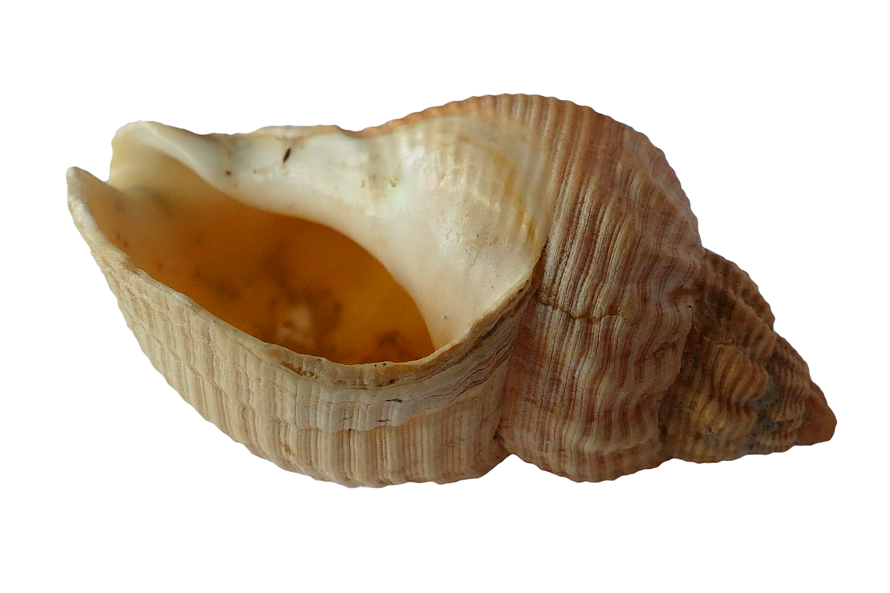 Image - sea shell clam ocean sea shells