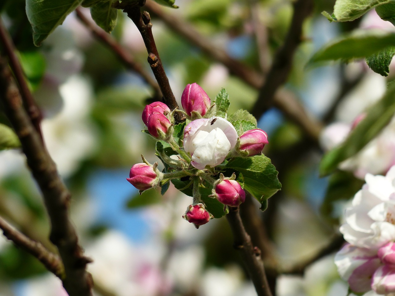 Image - apple blossom apple tree blossom