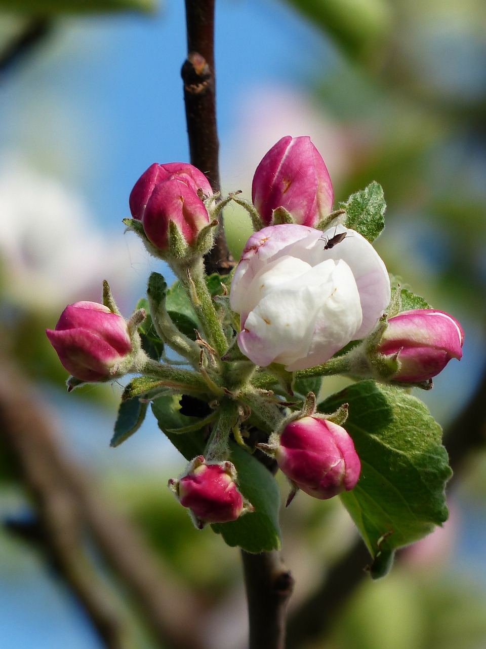 Image - apple blossom apple tree blossom