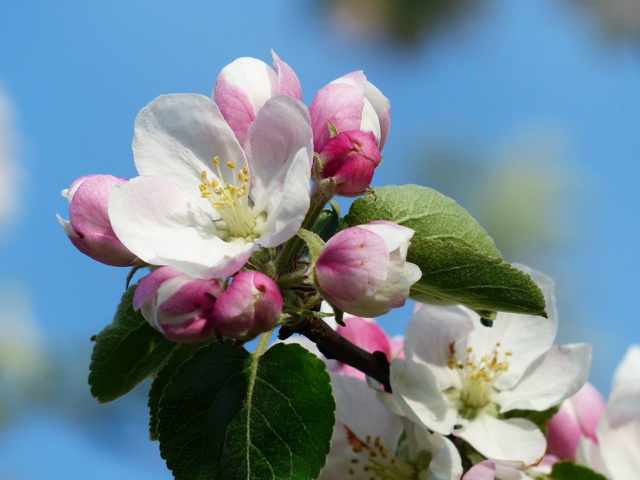 Image - apple blossom apple tree blossom