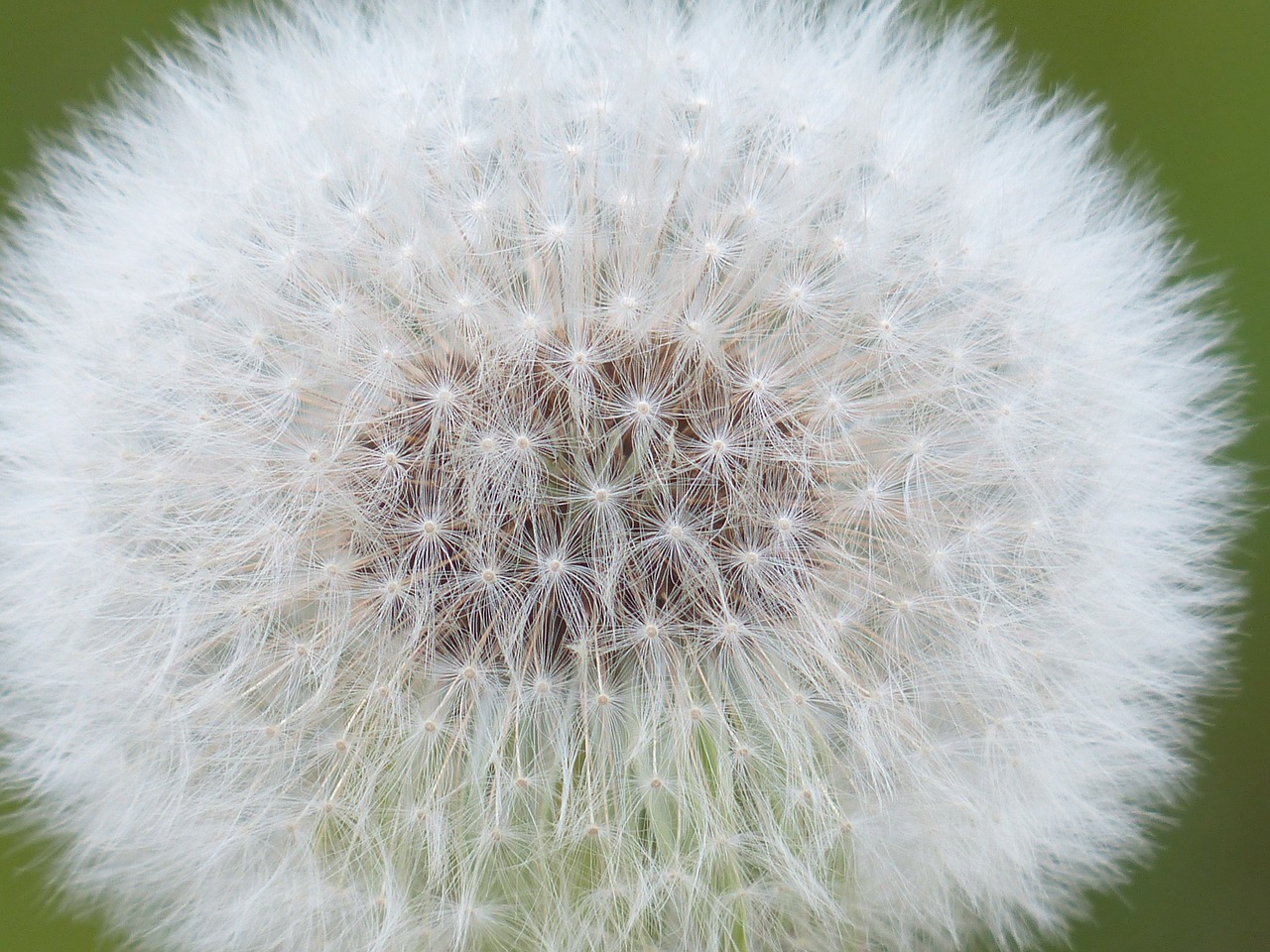 Image - dandelion seeds common dandelion