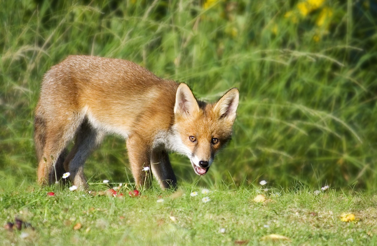 Image - fox wildlife animal nature red