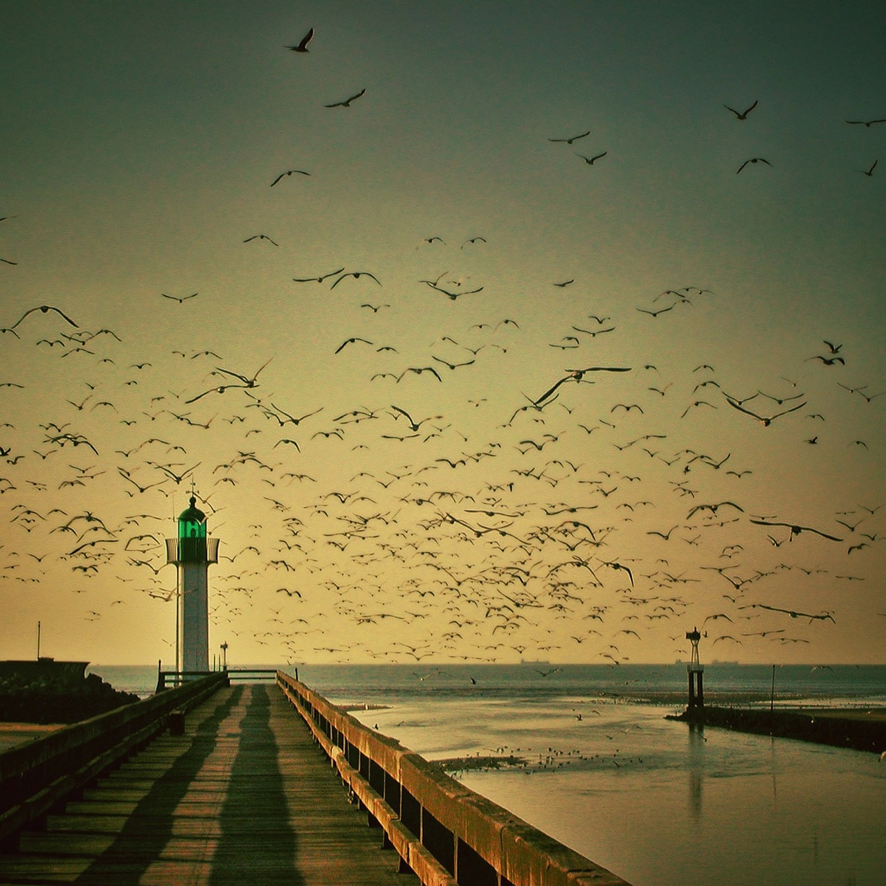 Image - lighthouse gulls sky seagull fly