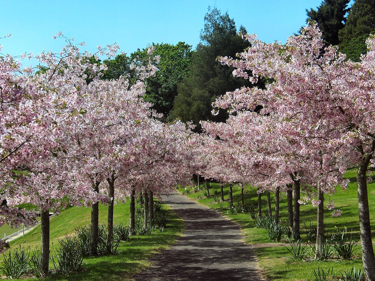 Image - cherry blossom alley of cherry trees