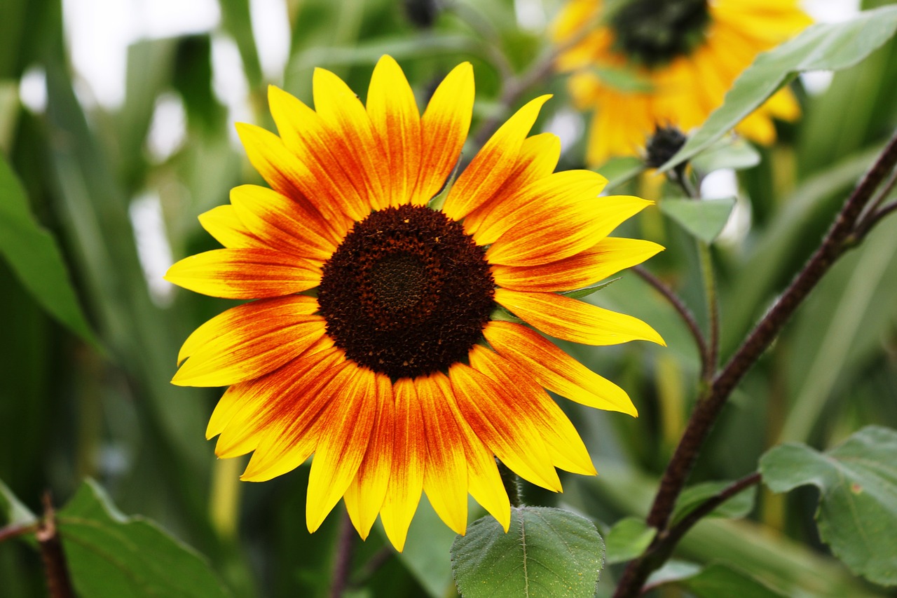 Image - flower blossom bloom nature