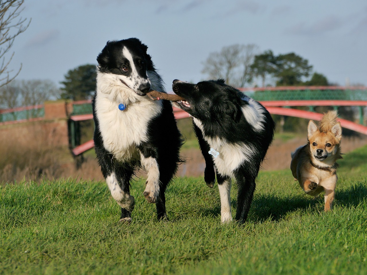 Image - border collie dogs playing
