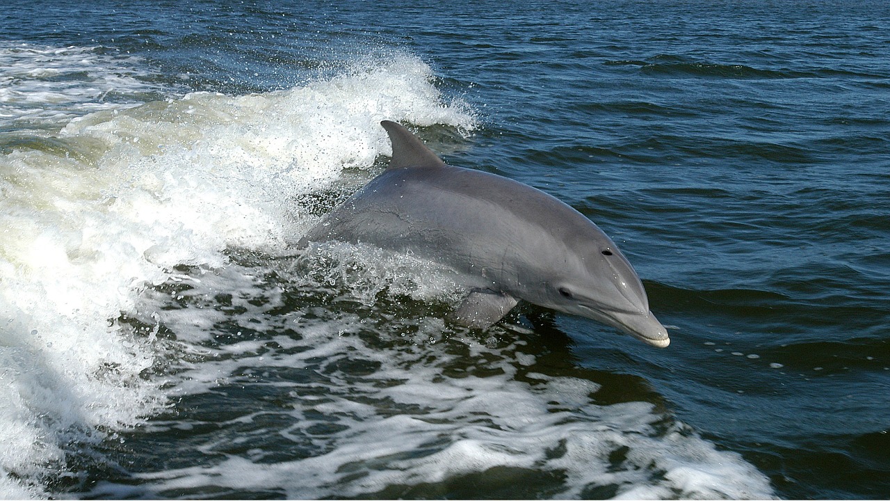Image - dolphin ocean waves jump