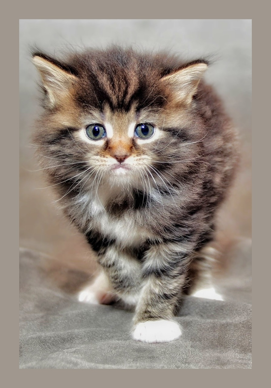 Image - baby cat kitten grumpy cat