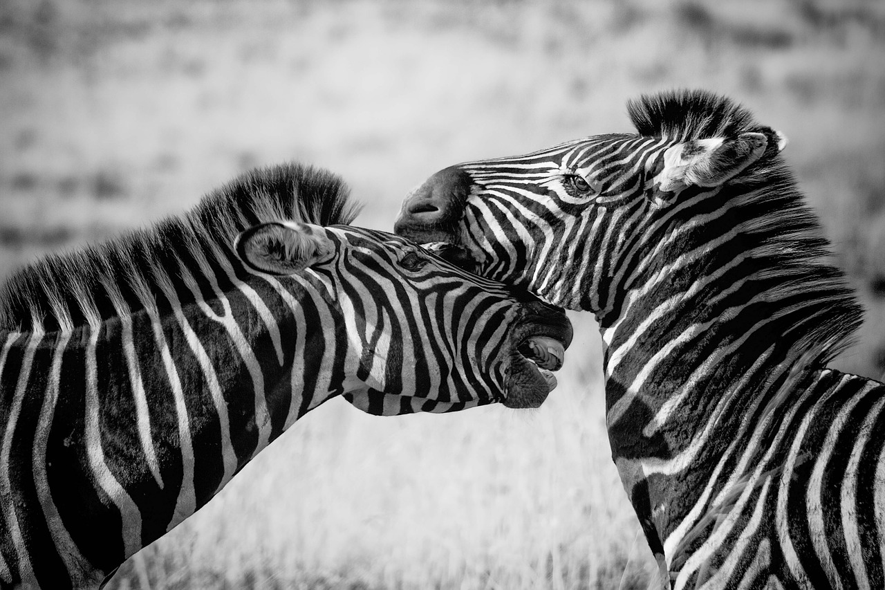 Image - zebra wildlife africa safari wild