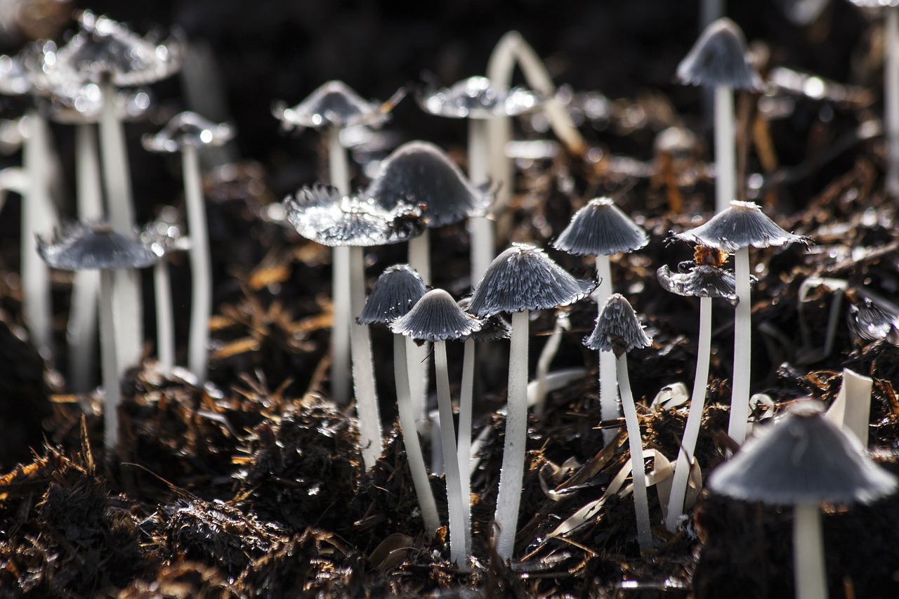 Image - mushrooms mushroom back light grey