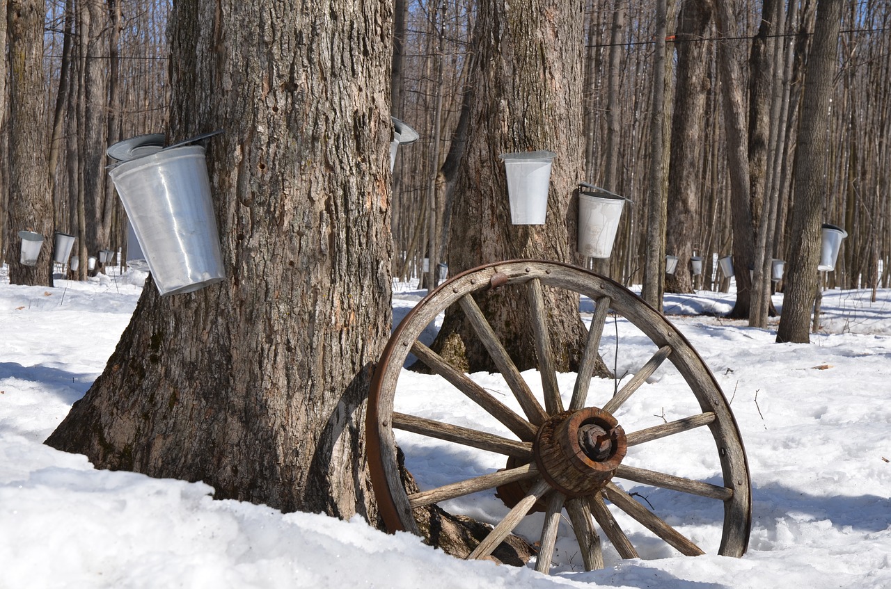 Image - maple syrup tree maple syrup sap