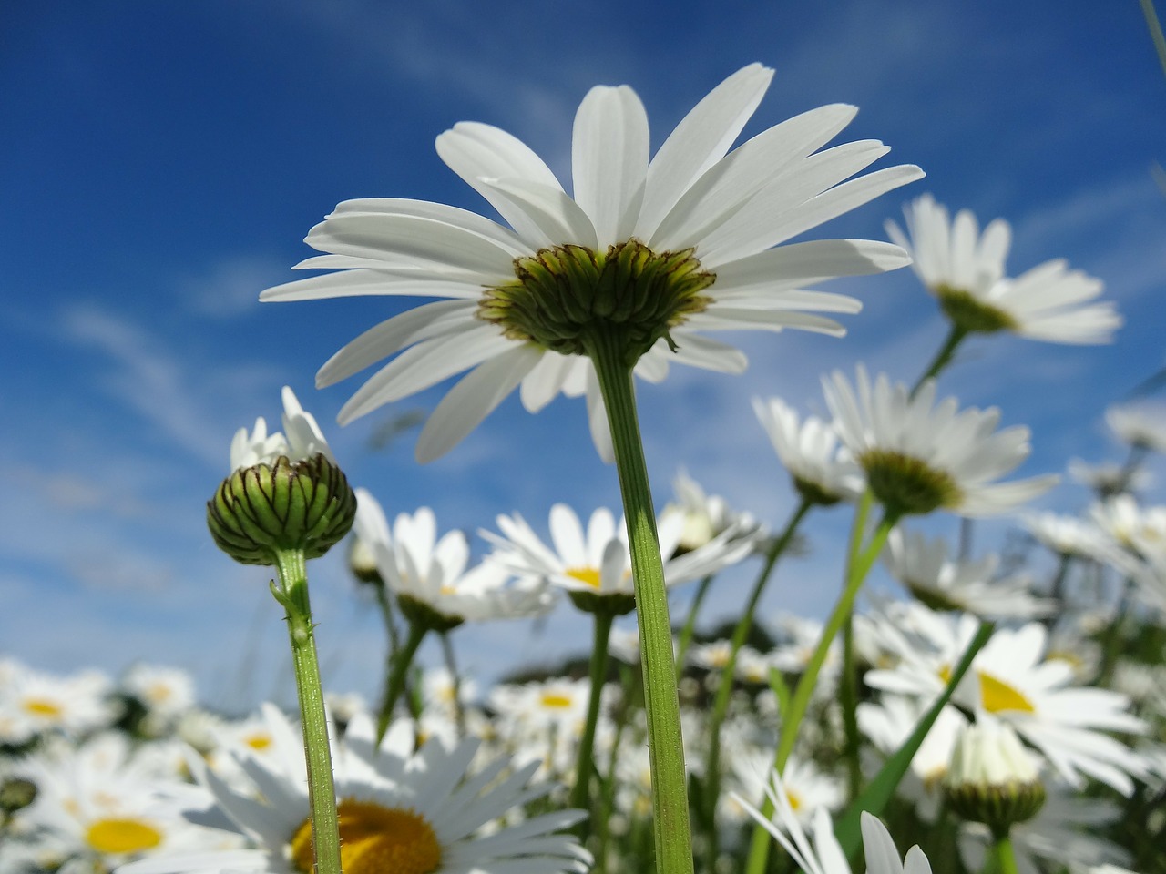 Image - daisy flower meadow flowers flora