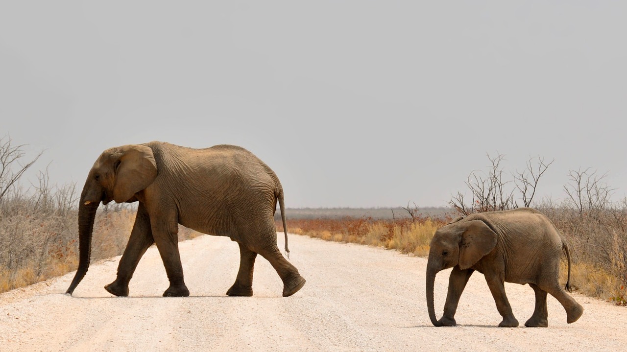 Image - elephant baby elephant