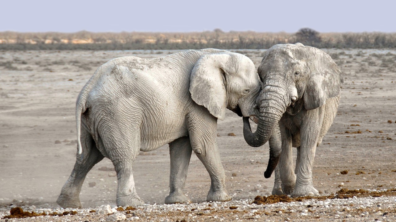 Image - elephant africa namibia nature dry