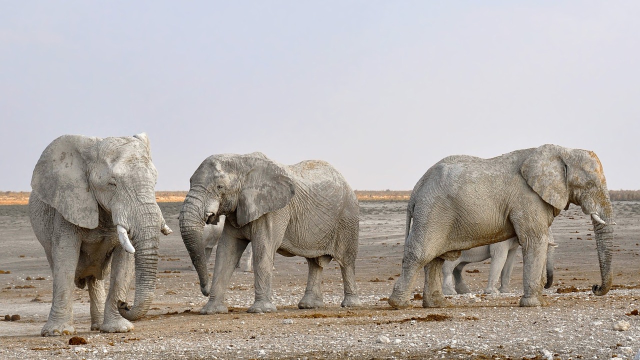 Image - elephant herd of elephants africa