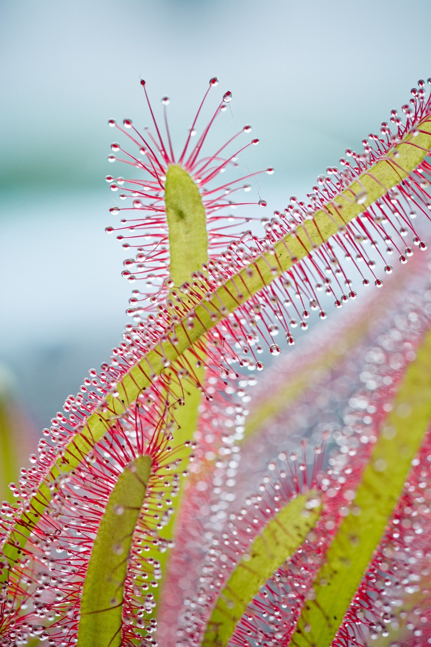 Image - drosera capensis cape sundew sundew