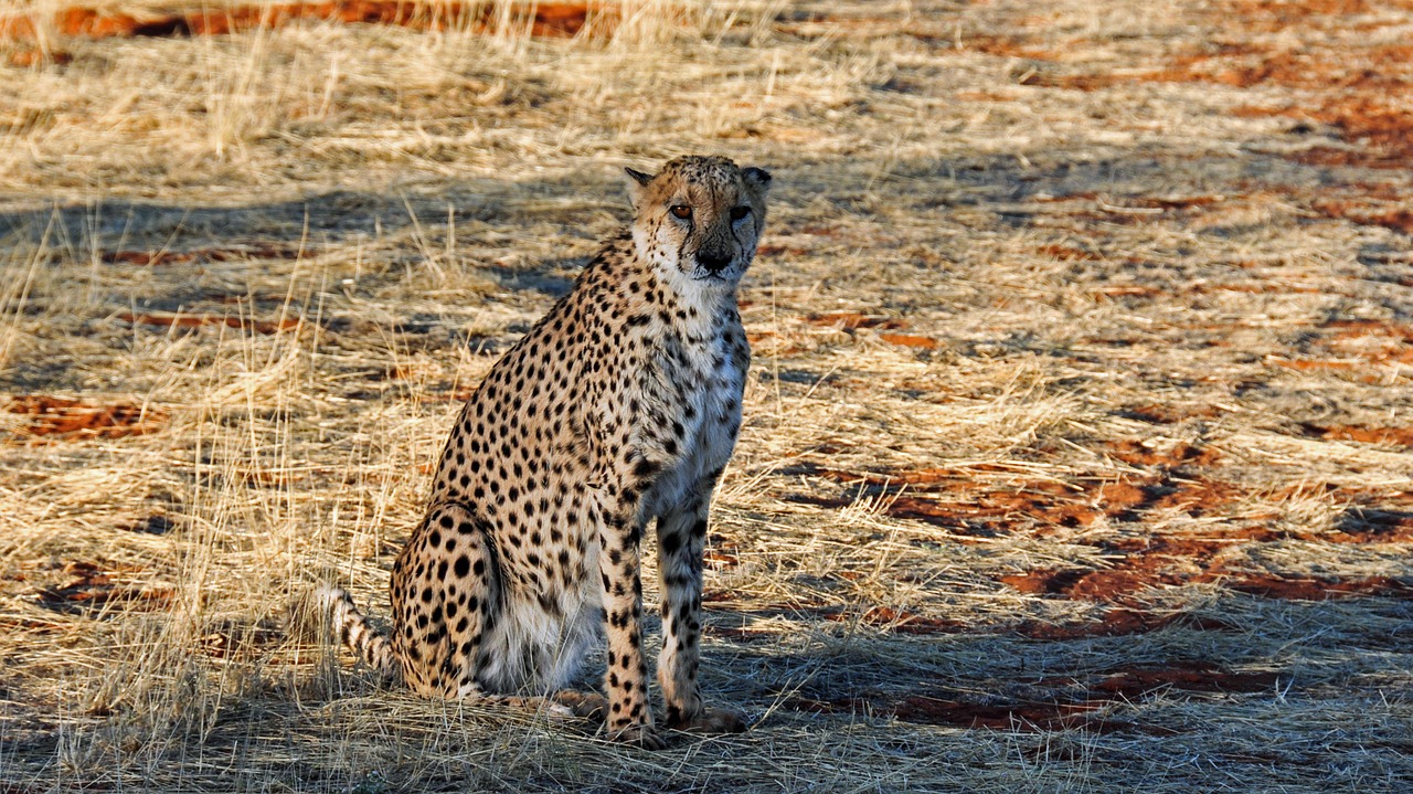 Image - cheetah africa namibia nature dry