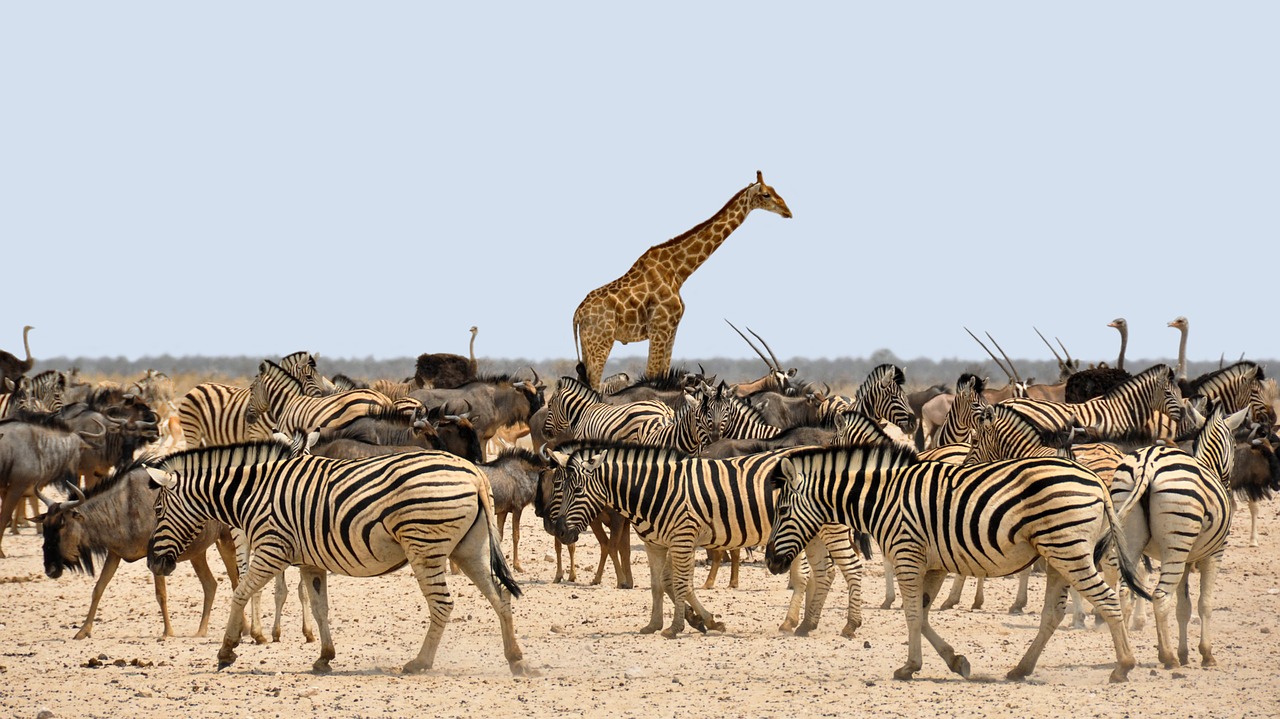Image - zebra gnu giraffe africa namibia