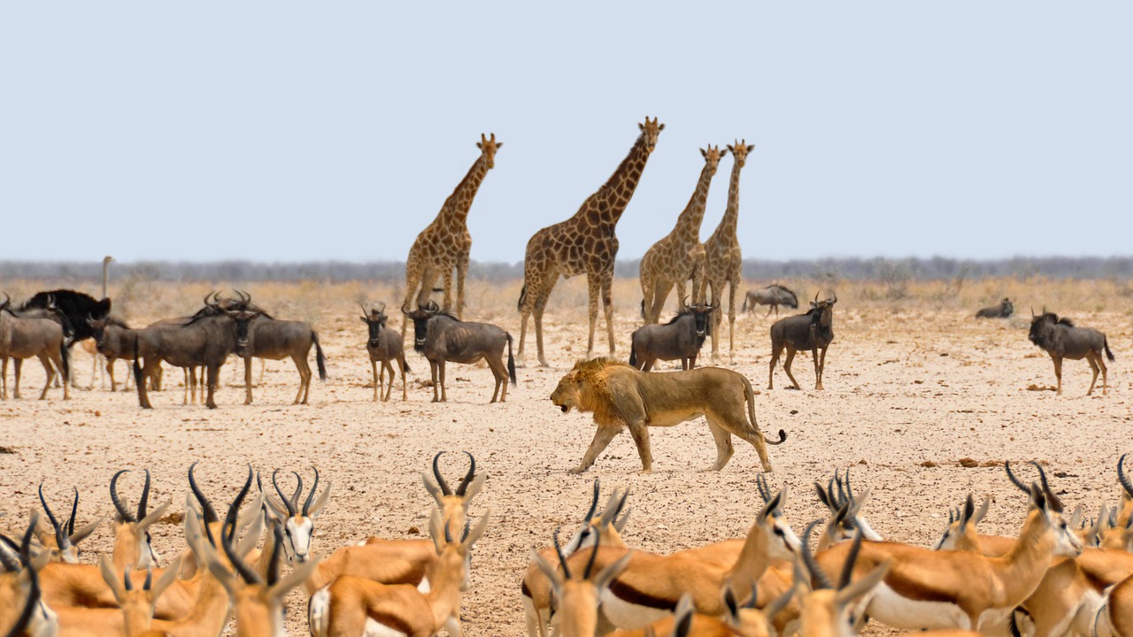 Image - africa namibia nature dry