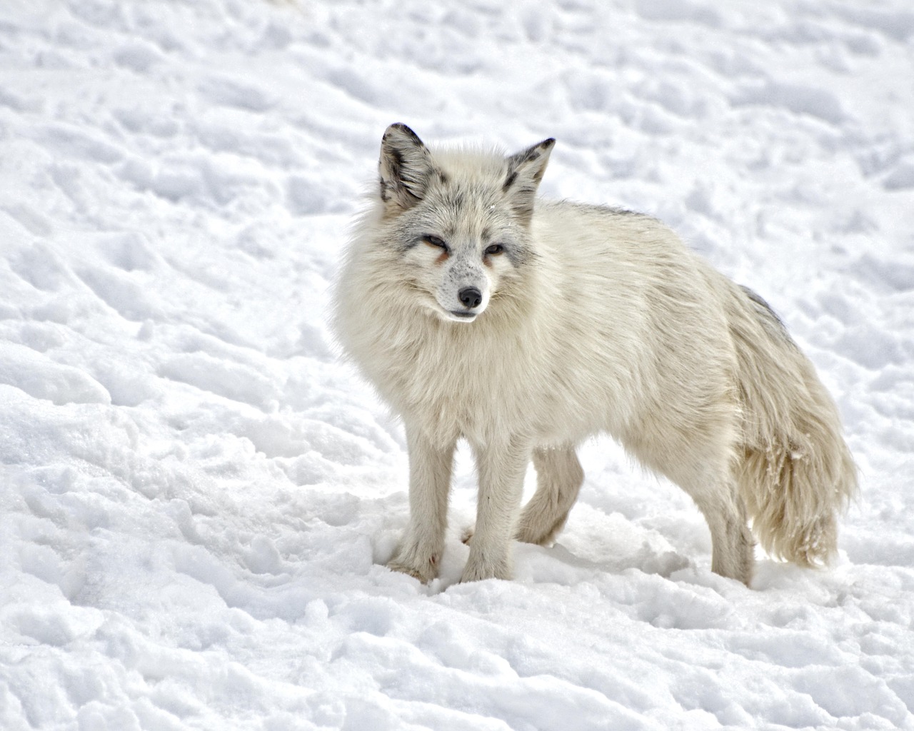 Image - arctic fox mammal fox wildlife