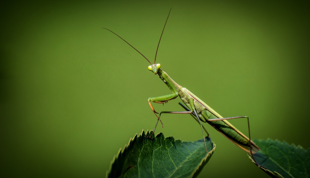 Image - praying mantis religiosa insect