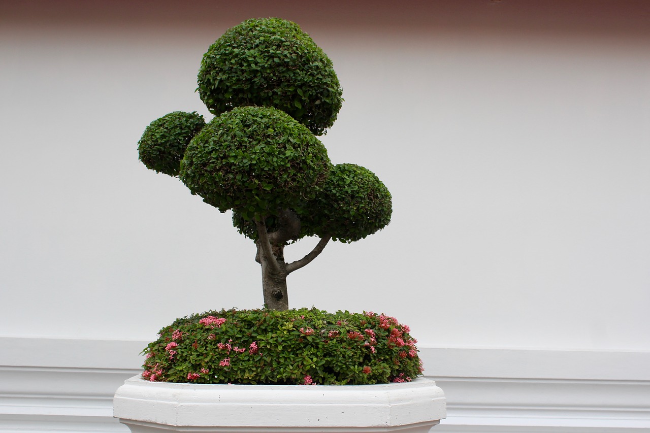 Image - bonsai tree bäumchen green leaves