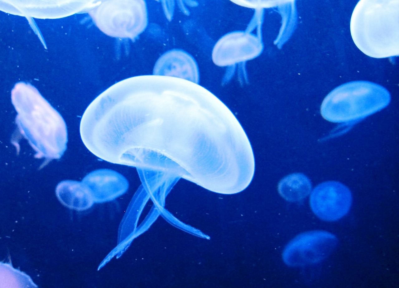 Image - jellyfish sea water sea animal