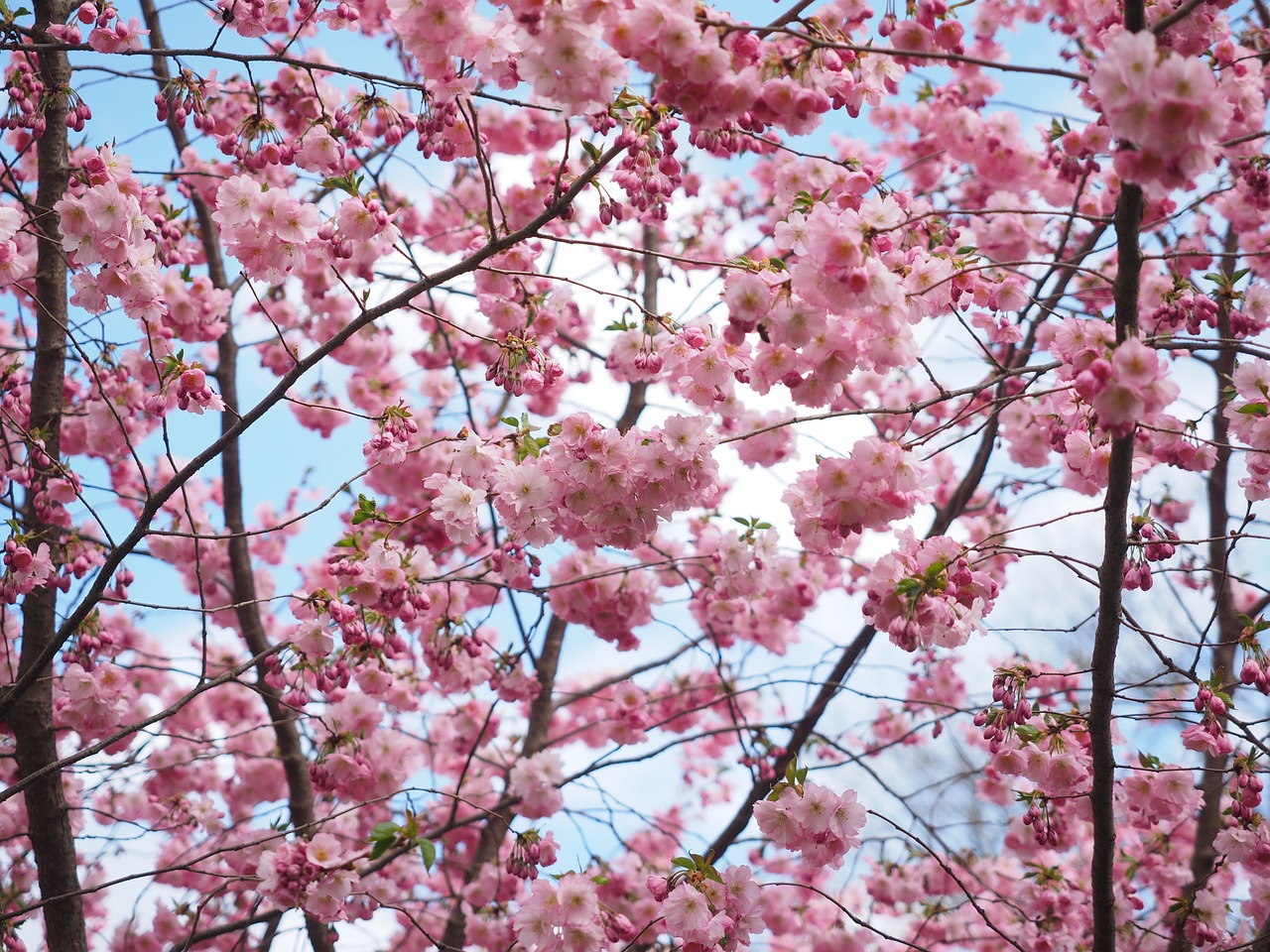 Image - flowers pink tree flower tree