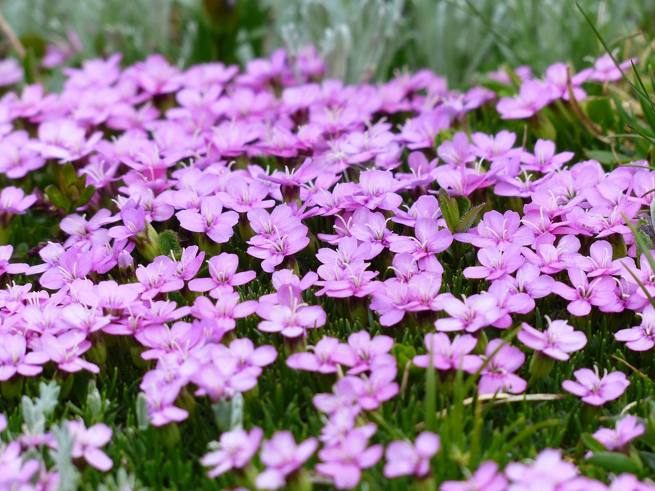 Image - primula catchfly blossom bloom pink