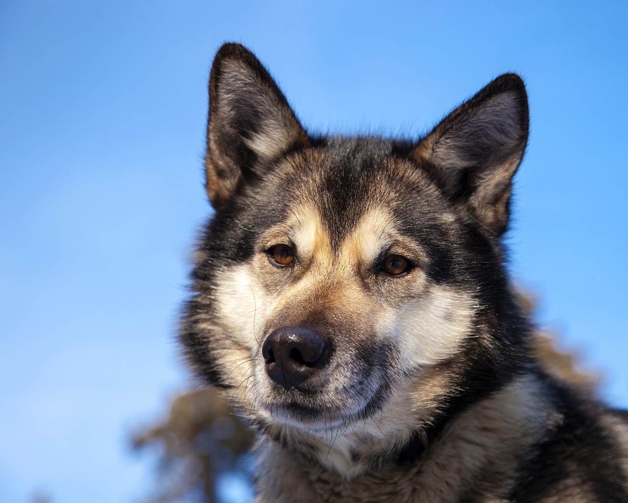 Image - husky dog canine portrait sled dog