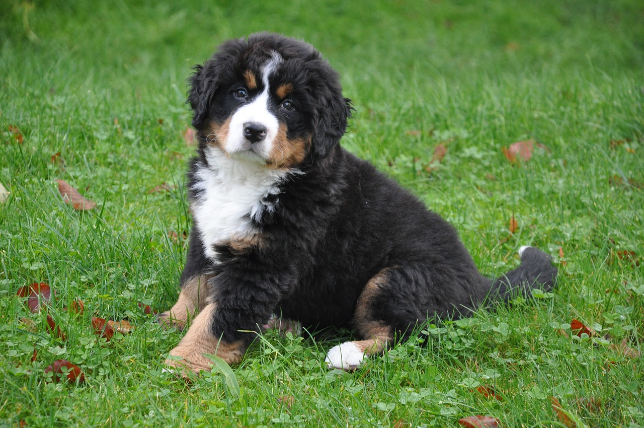 Image - bernese mountain dog dog big dog