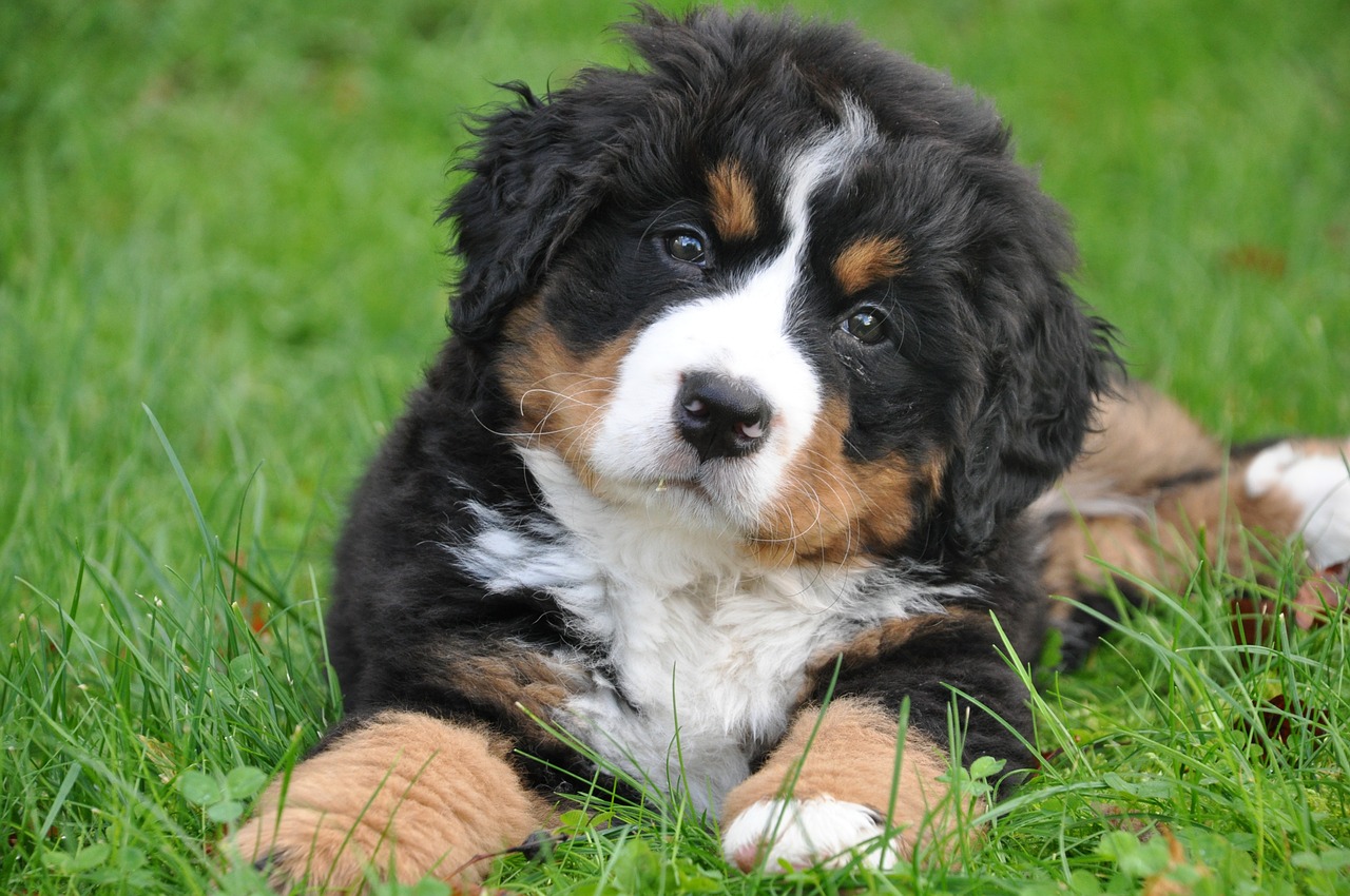 Image - bernese mountain dog dog big dog