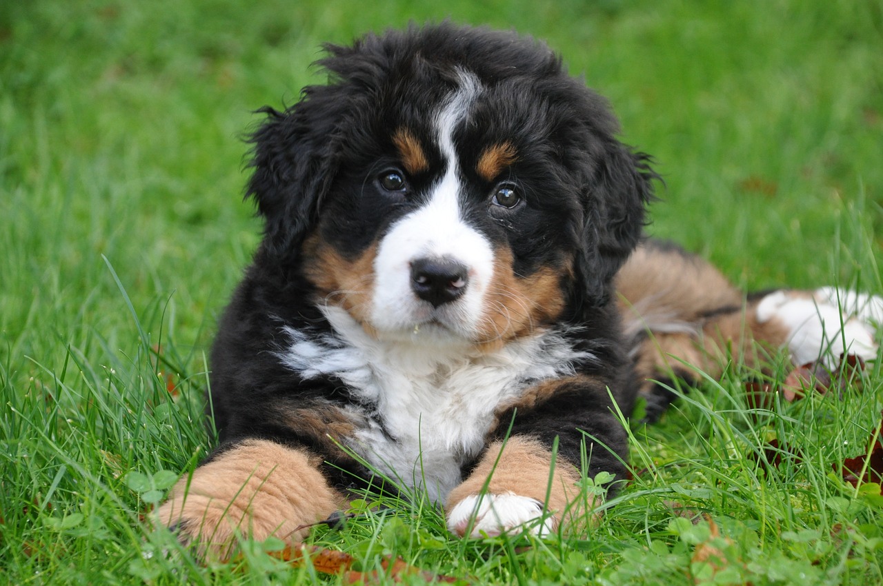 Image - bernese mountain dog dog big dog