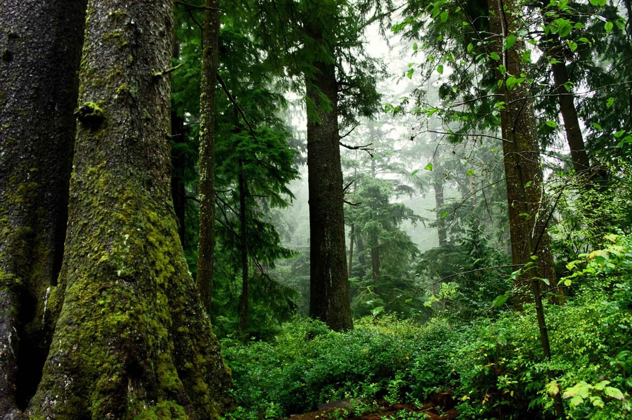 Image - forest wood nature trees foam