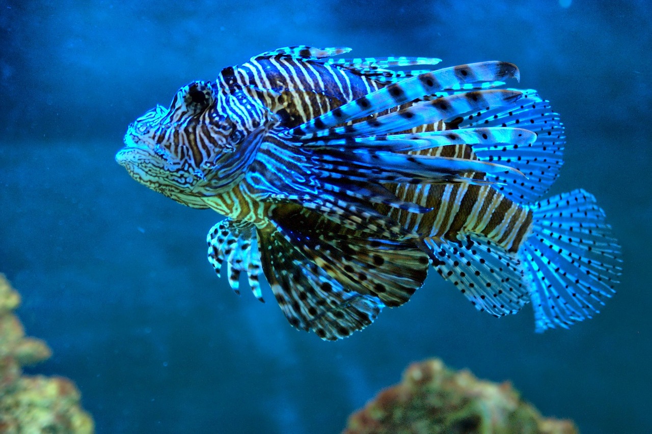 Image - fish blue water tropical fish