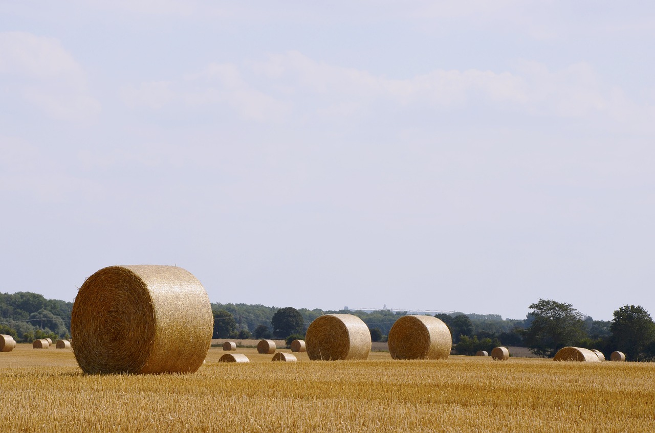 Image - field harvest agriculture summer