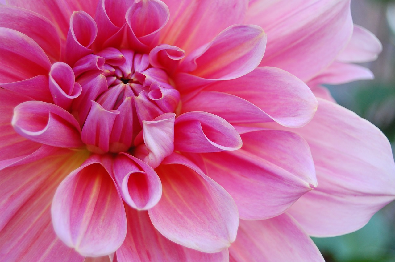 Image - flower pink nature blossom petals