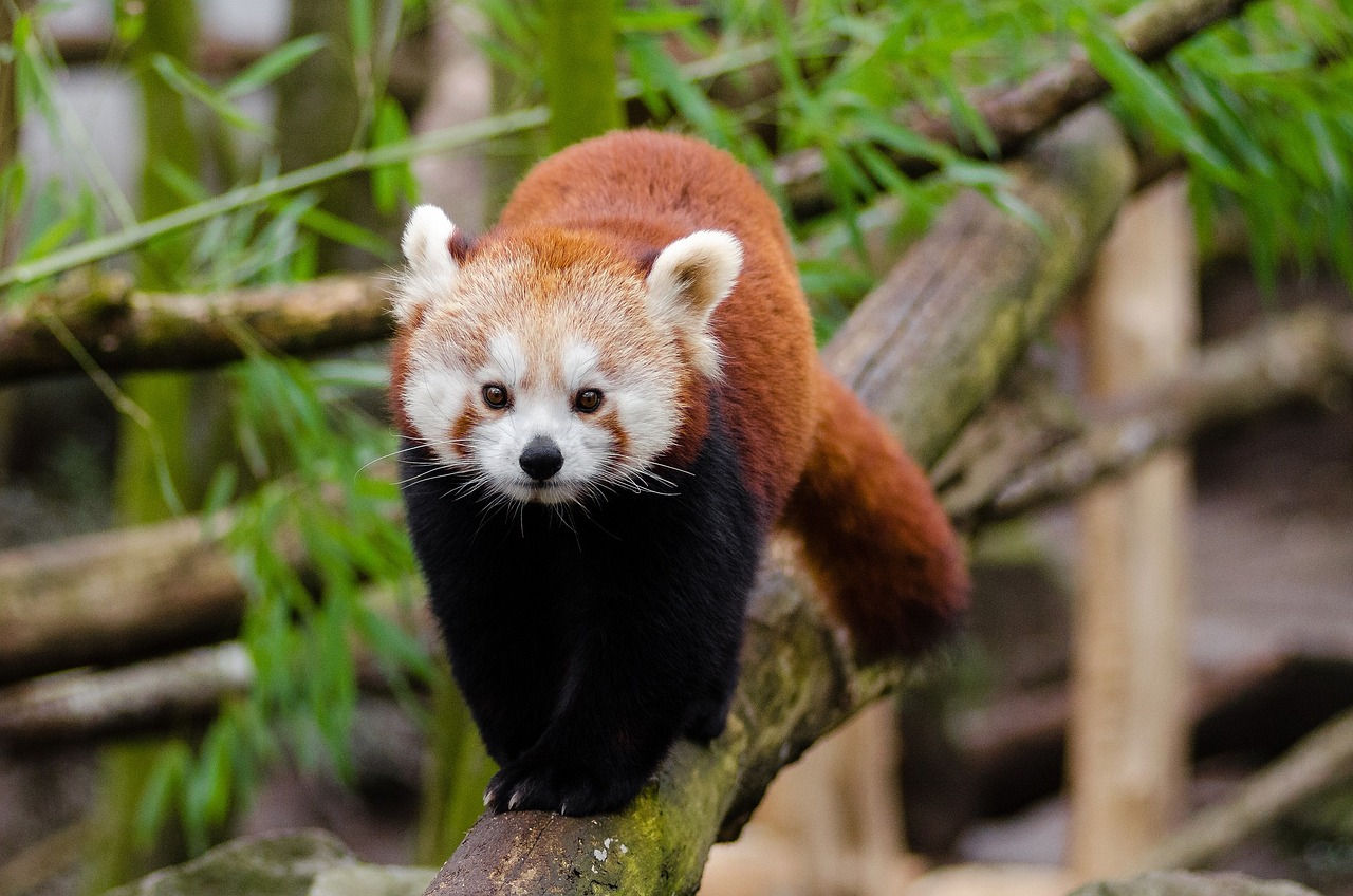 Image - red panda little panda cute bamboo