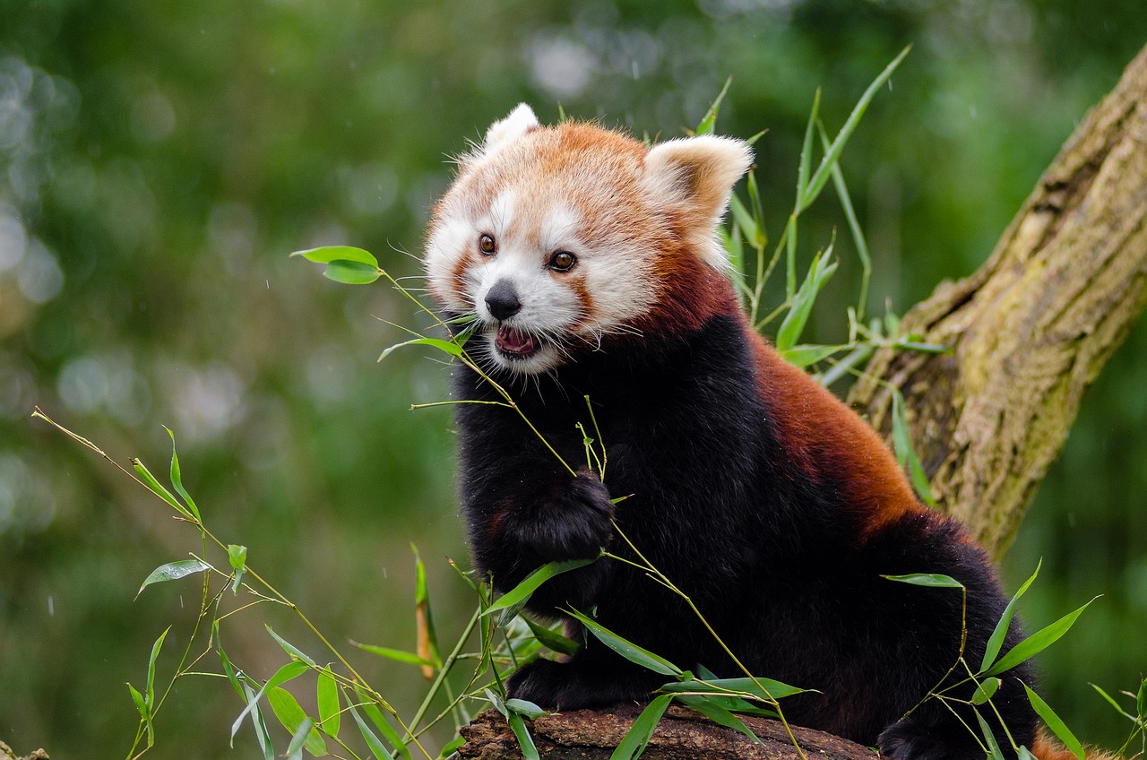 Image - red panda little panda cute bamboo