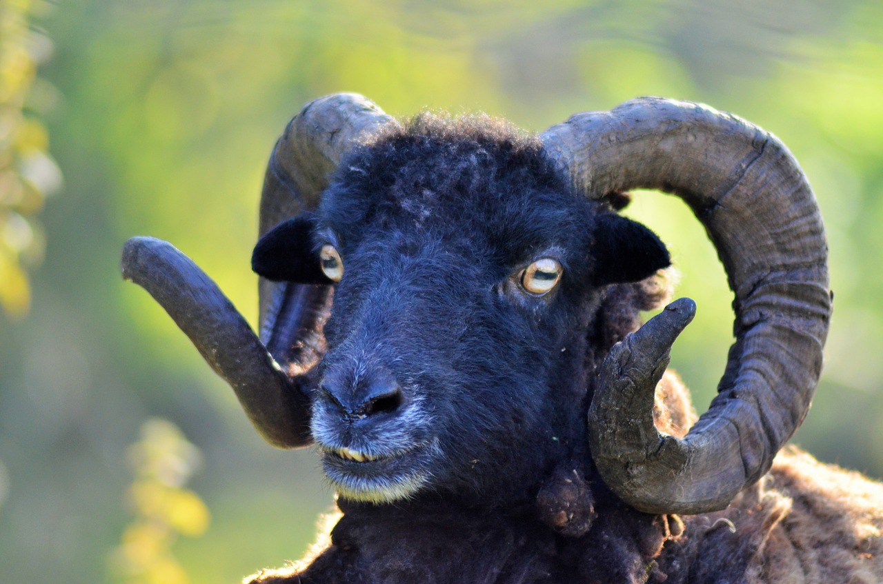 Image - ram sheep black animal animals